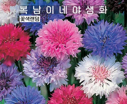다시는 없을 가격 수레국화 리뷰 베스트 8 인기 상품